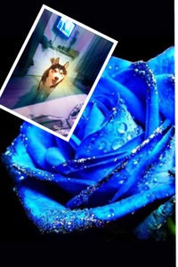 Collage