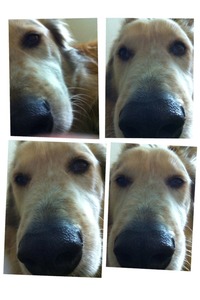 Collage