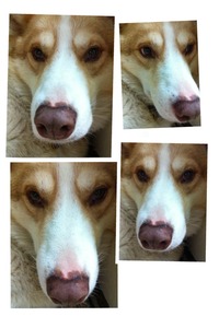 Collage