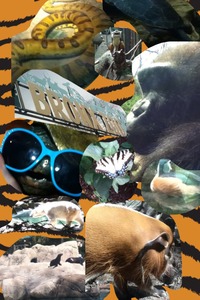 Collage