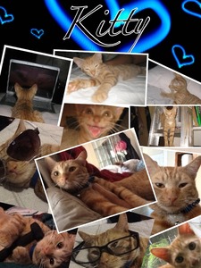 Collage