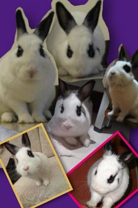 Collage