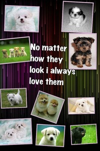 Collage