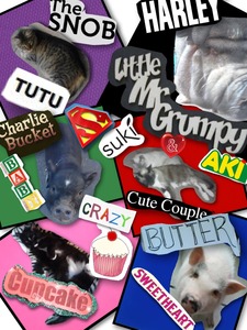 Collage