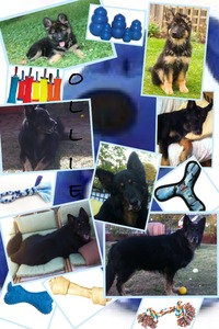 Collage