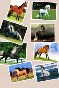 Collage