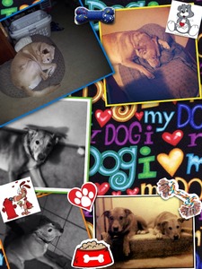 Collage