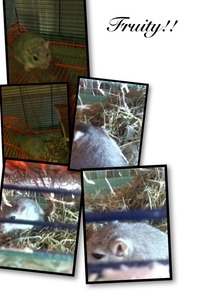 Collage