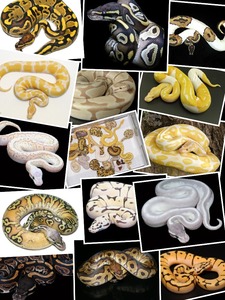 Collage