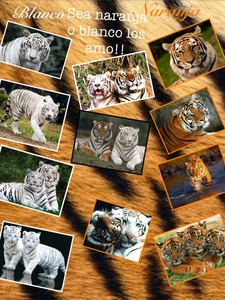 Collage