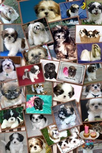 Collage