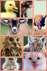 Collage