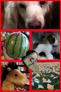 Collage