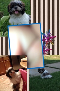 Collage