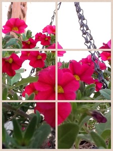 Collage